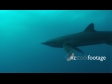 Shark Blue 5C 1322